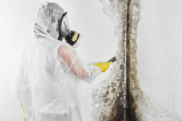 Trusted Black Diamond, WA Mold Removal Experts