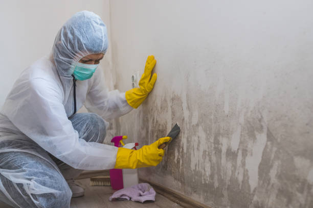 Home Mold Removal in Black Diamond, WA
