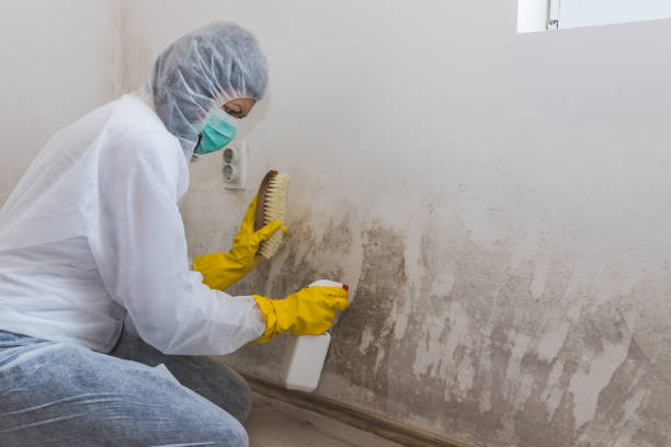 Best Commercial Mold Removal  in Black Diamond, WA