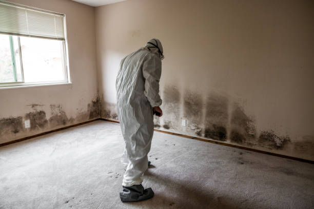 Mold Testing and Removal in Black Diamond, WA