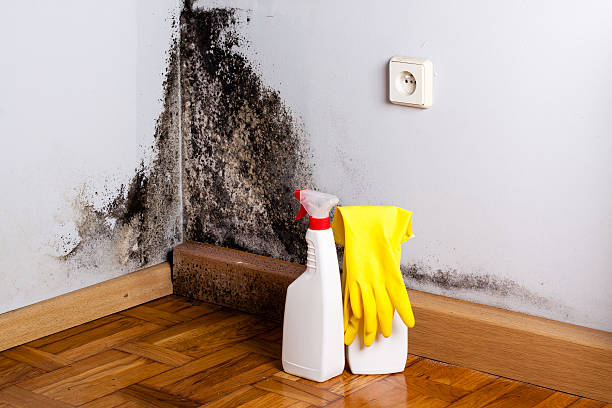 Best Black Mold Removal  in Black Diamond, WA