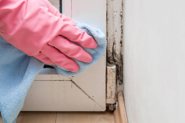 Best Fast Mold Removal  in Black Diamond, WA