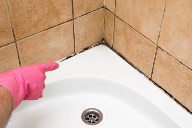 Best Home Mold Removal  in Black Diamond, WA